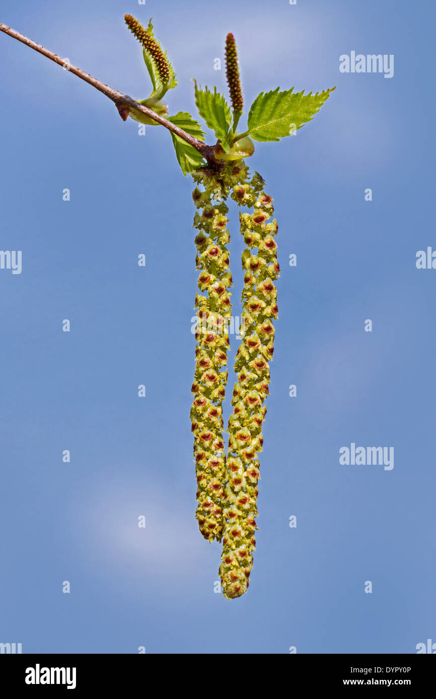 Chatons mâles de bouleau verruqueux (Betula pendula / Betula verucosa) au printemps Banque D'Images