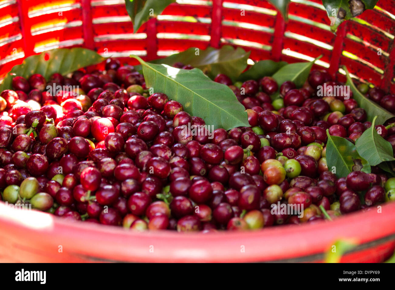 Cueillette du café au Costa Rica. Les grains de café. Banque D'Images