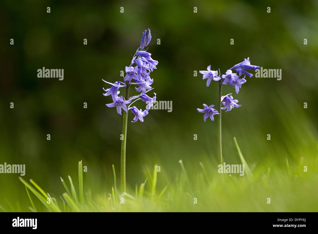 Bluebells (Endymion) nonscriptus en fleurs au printemps Banque D'Images