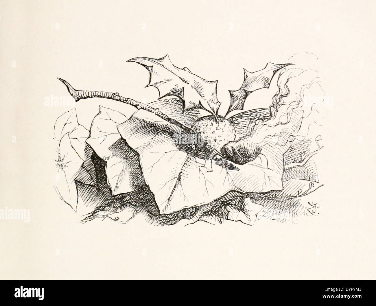 John Tenniel (1820-1914) Illustration de Lewis Carrol dans de l'autre côté du '" publié en 1871. Dragon fly Banque D'Images