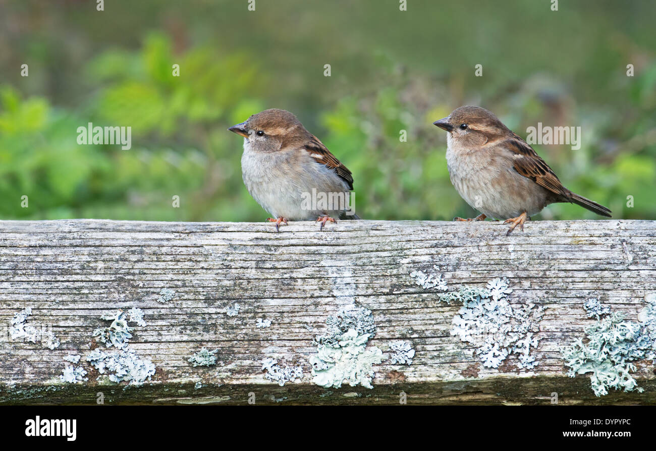 Paire de Moineau domestique femelle- Passer domesticus perché sur un piquet de clôture, printemps, au Royaume-Uni. Banque D'Images