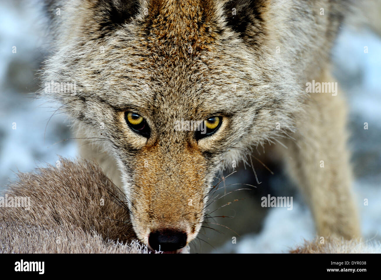 Un close up image d'un coyote sauvage à partir d'un bébé mouton qu'il a juste tué Banque D'Images
