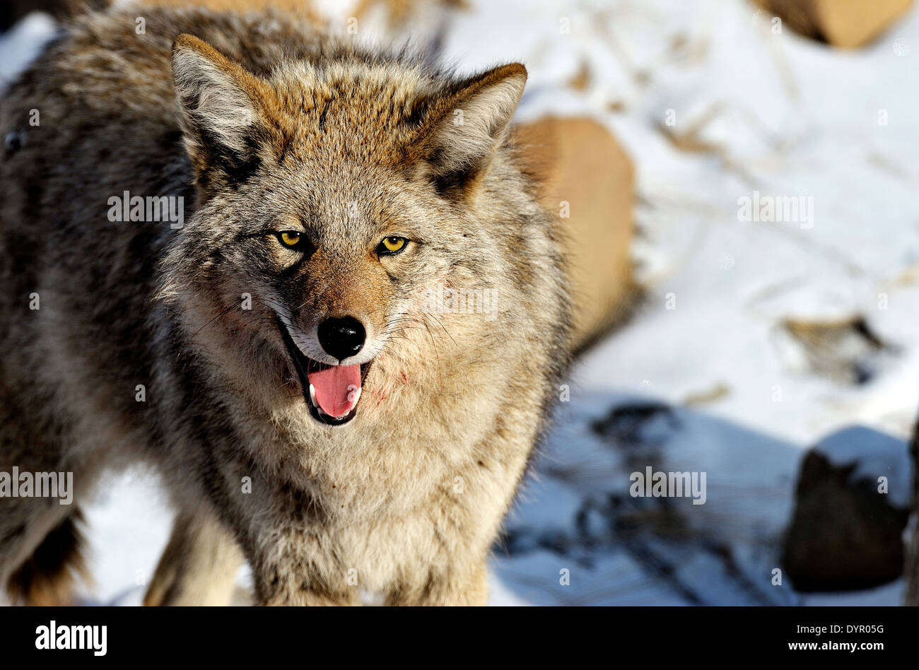 Un coyote sauvage article hâte montrant sa bouche et dents Banque D'Images