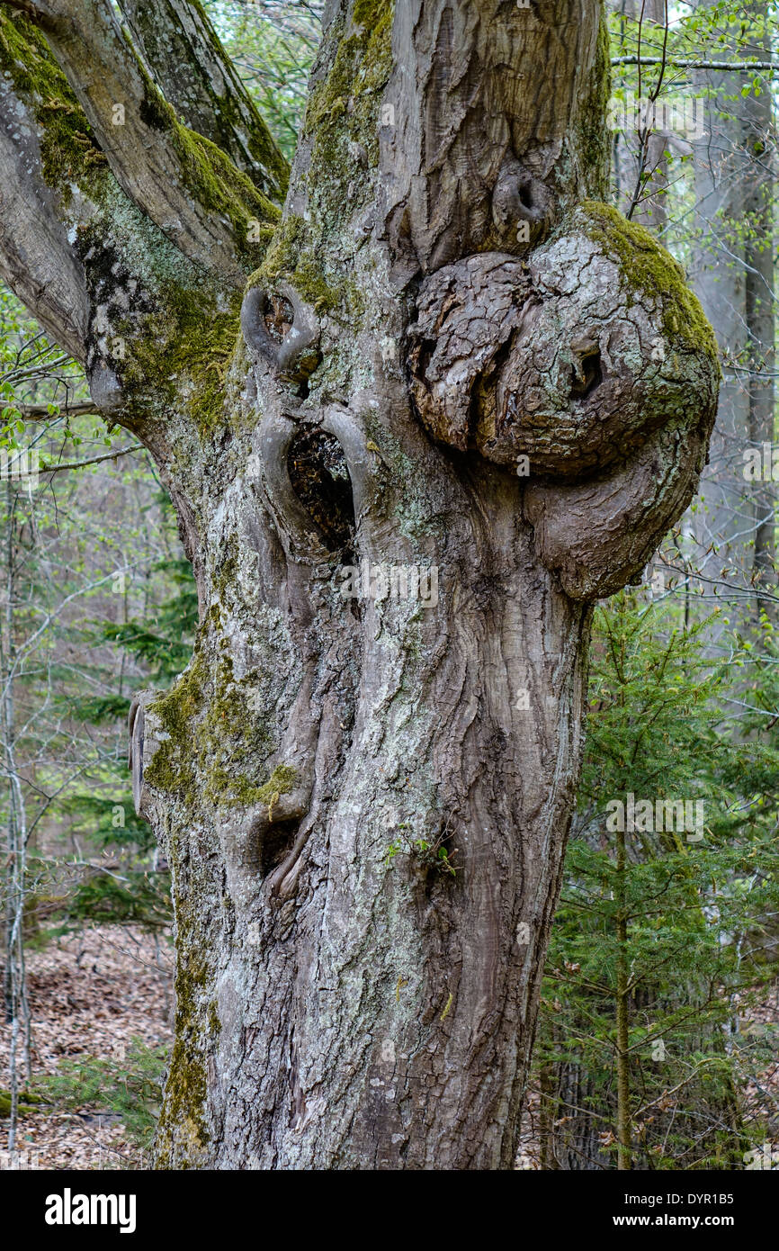 Tronc d'arbre noueux âge dans la forêt Banque D'Images