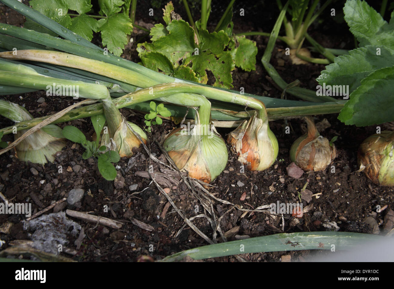 L'Allium cepa 'Jet Set' de l'Oignon bulbes matures Banque D'Images
