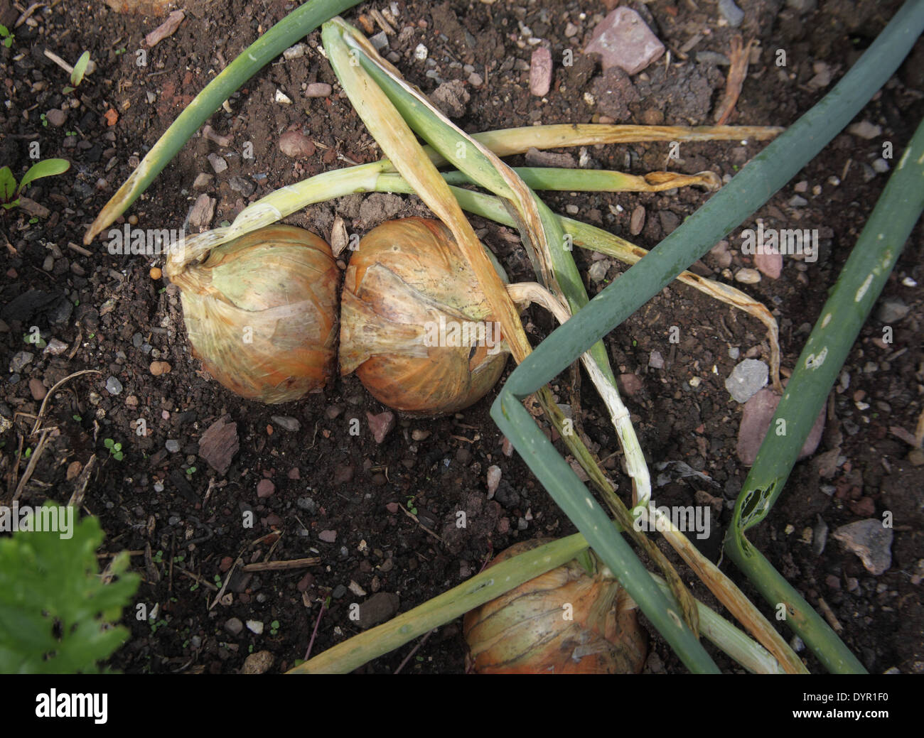 Allium cepa oignon' Radar "close up of mature ampoule Banque D'Images