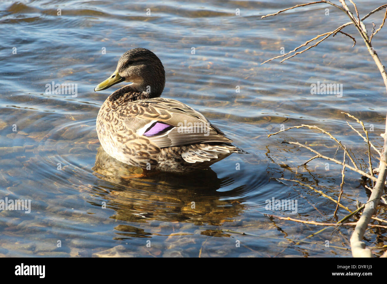 Un canard colvert femelle sur l'eau. Banque D'Images