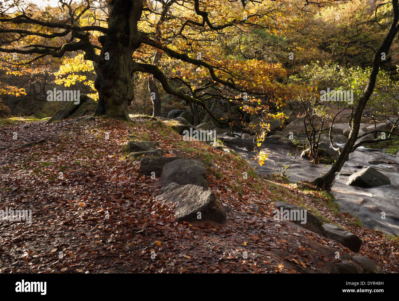 Sur les rives de Burbage Brook dans Yarncliff et bois en automne, Gorge Padley, Derbyshire Peak District National Park, Angleterre Banque D'Images