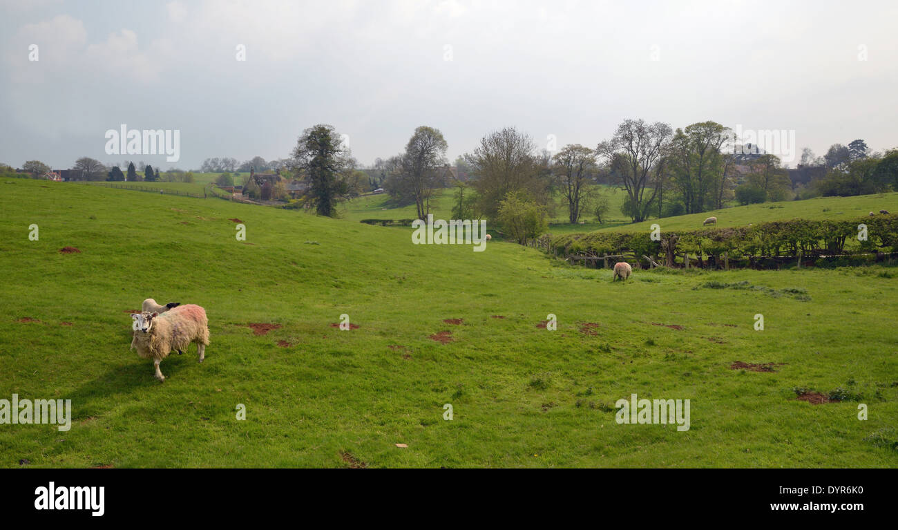 Des moutons paissant dans la région de champ Harlestone Northamptonshire UK Banque D'Images
