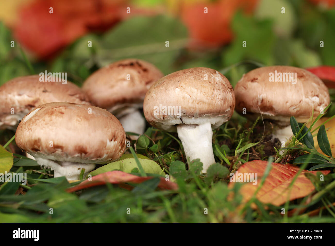 Faire revenir les champignons dans une forêt en automne Banque D'Images
