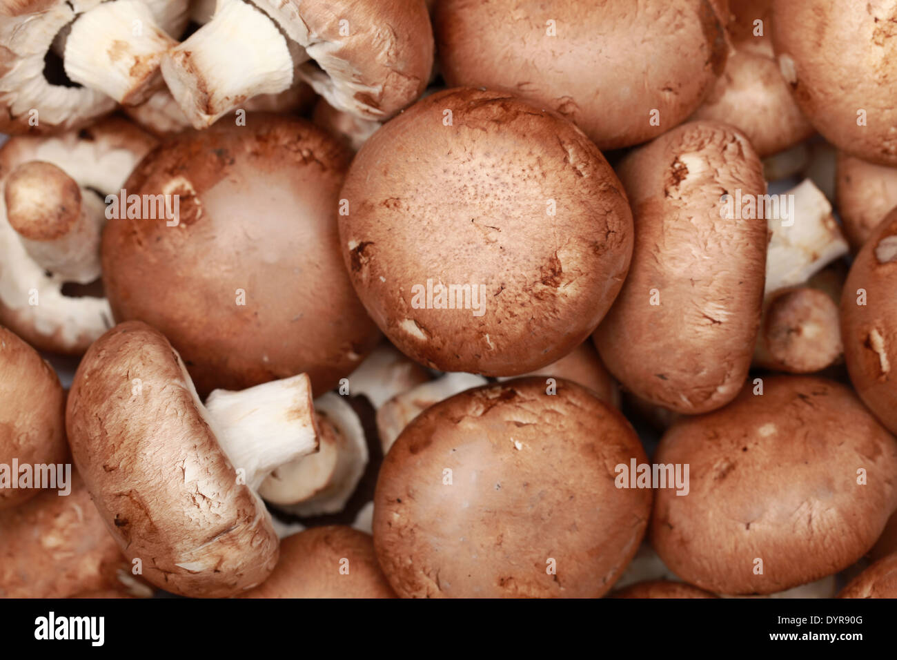 Collection de champignons formant un fond brun Banque D'Images