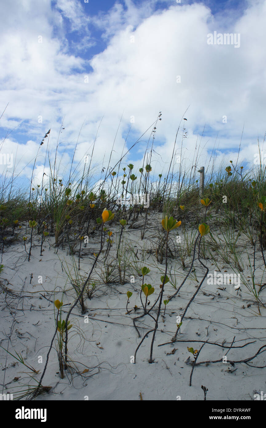 Les dunes de sable de plage, des plantes et du ciel Banque D'Images