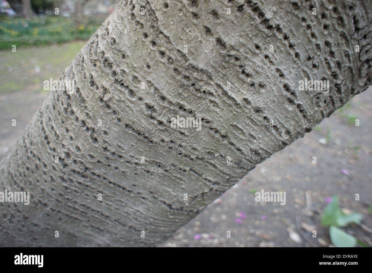 Close up of a Birch Tree Trunk Banque D'Images