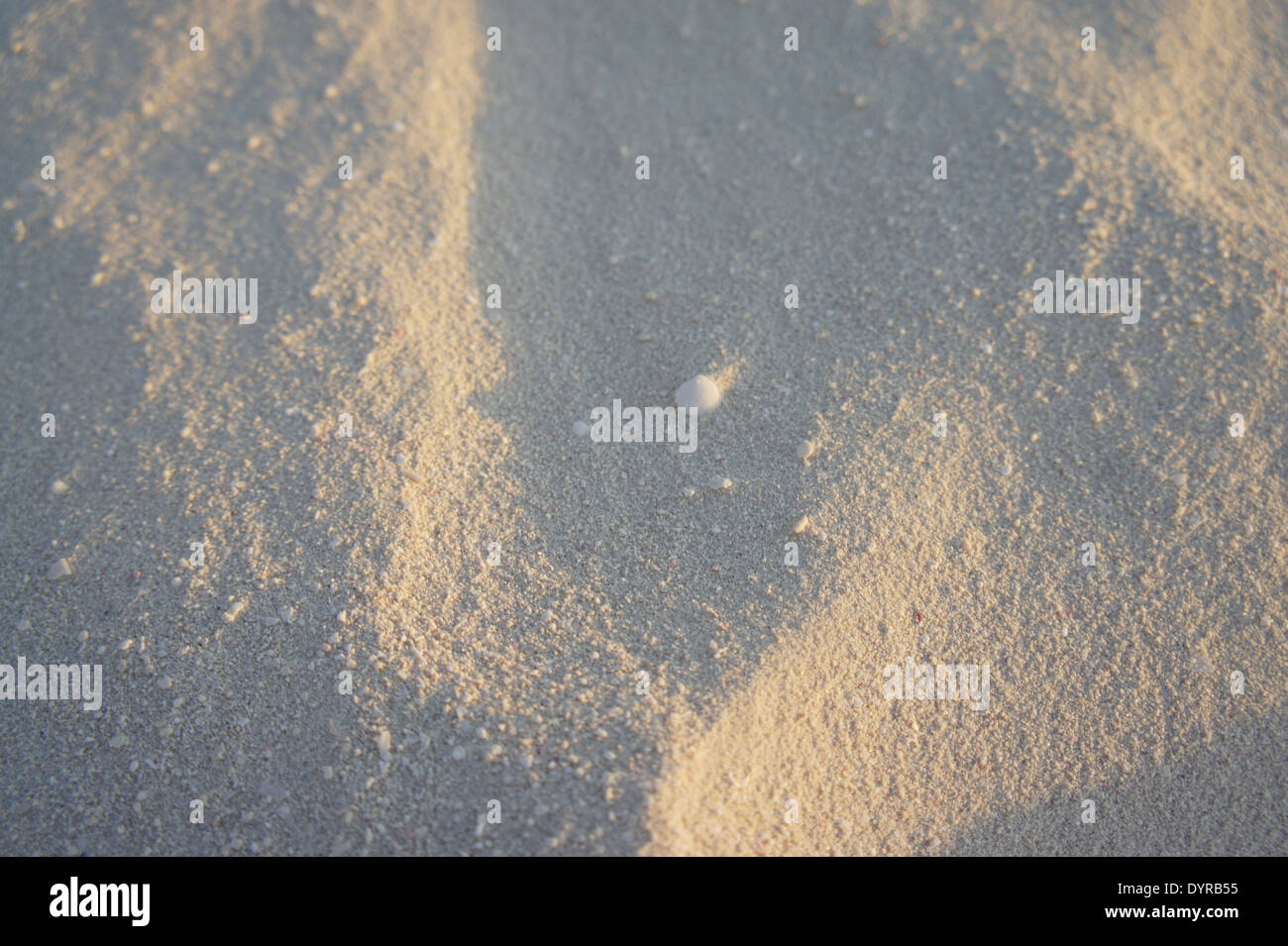 White shell sur une plage de sable blanc Banque D'Images