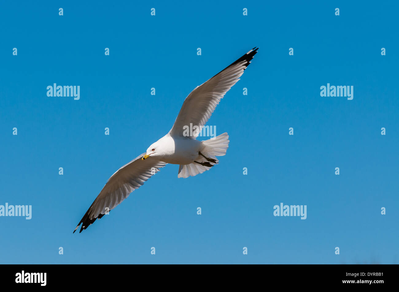 Un goéland à bec cerclé en vol contre un ciel bleu. Banque D'Images