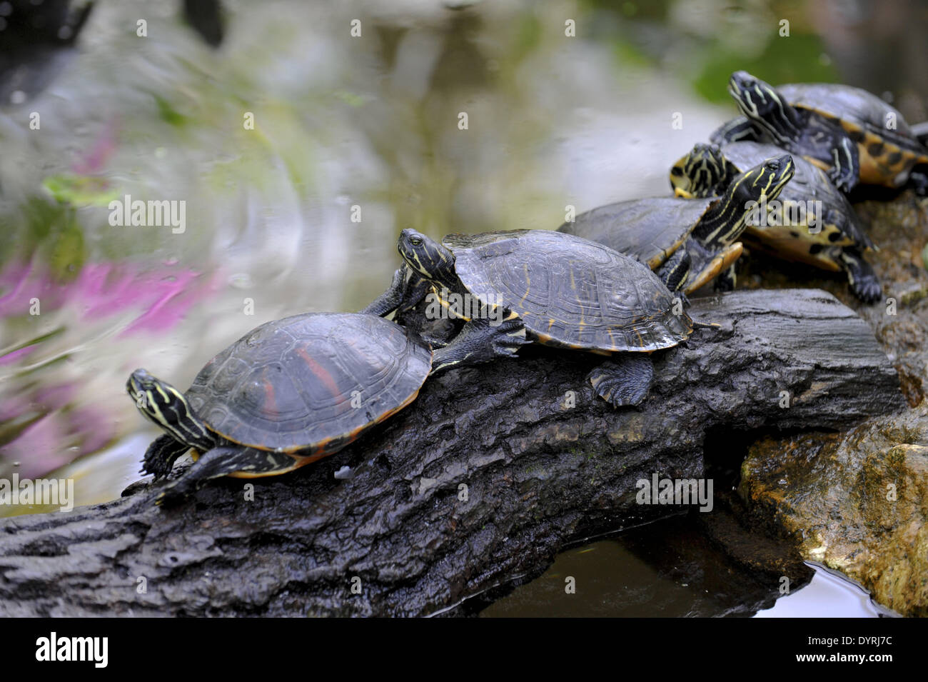 Des tortues dans le Jardin botanique de Munich, 2011 Banque D'Images