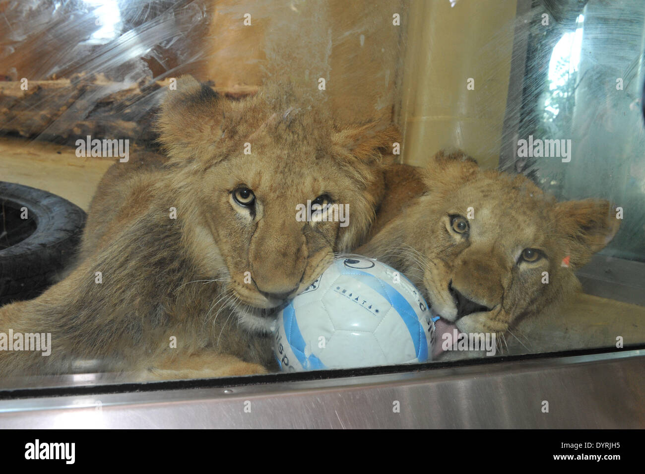 1860 Munich assume le parrainage des lionceaux en 2012 Hellabrunn Banque D'Images