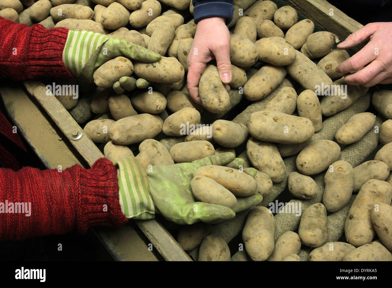 Le couple d'agriculteurs Hieber offre la possibilité d'adopter des champs dans leur ferme biologique dans Gempfing, 2012 Banque D'Images