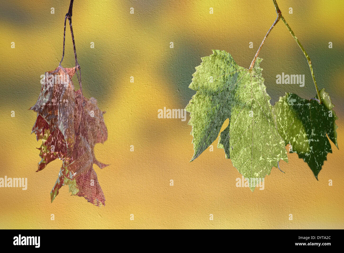 Concept abstrait de la vie et de la mort avec des feuilles de vigne vert pâle et, en détresse qui ressemble à des couches vieille photo Banque D'Images