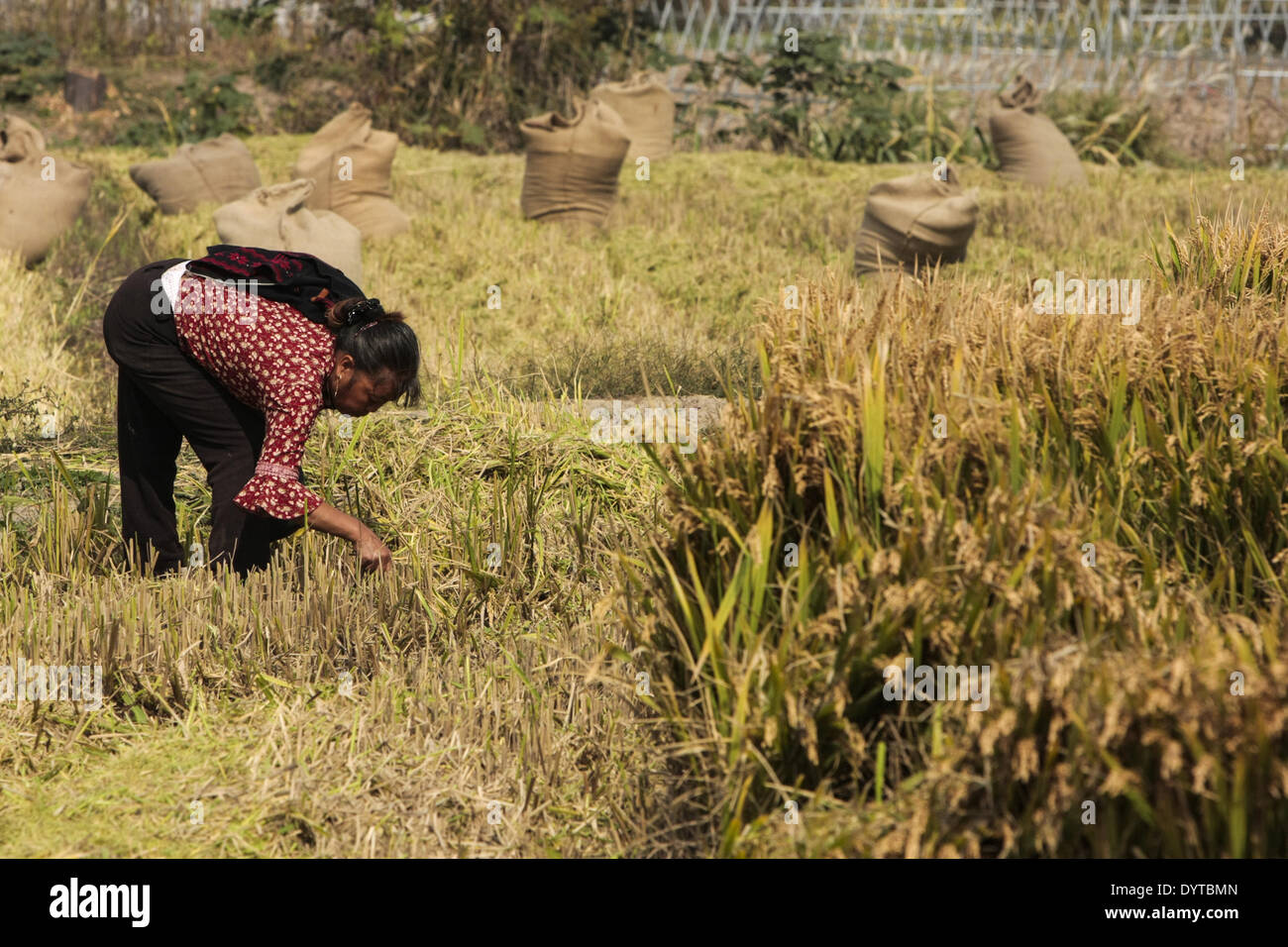 Les agriculteurs récoltent le riz à un champ de riz. Banque D'Images