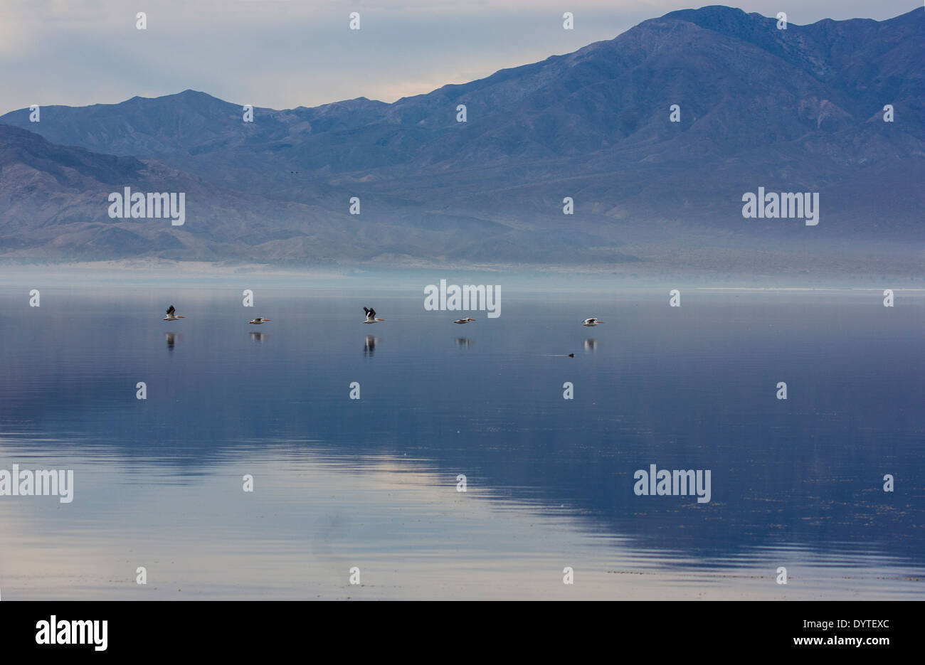 Salton Sea,California,USA,pélicans volent bas dans le lac Salton avec les oiseaux et montagnes en arrière-plan reflétant dans le lac Banque D'Images