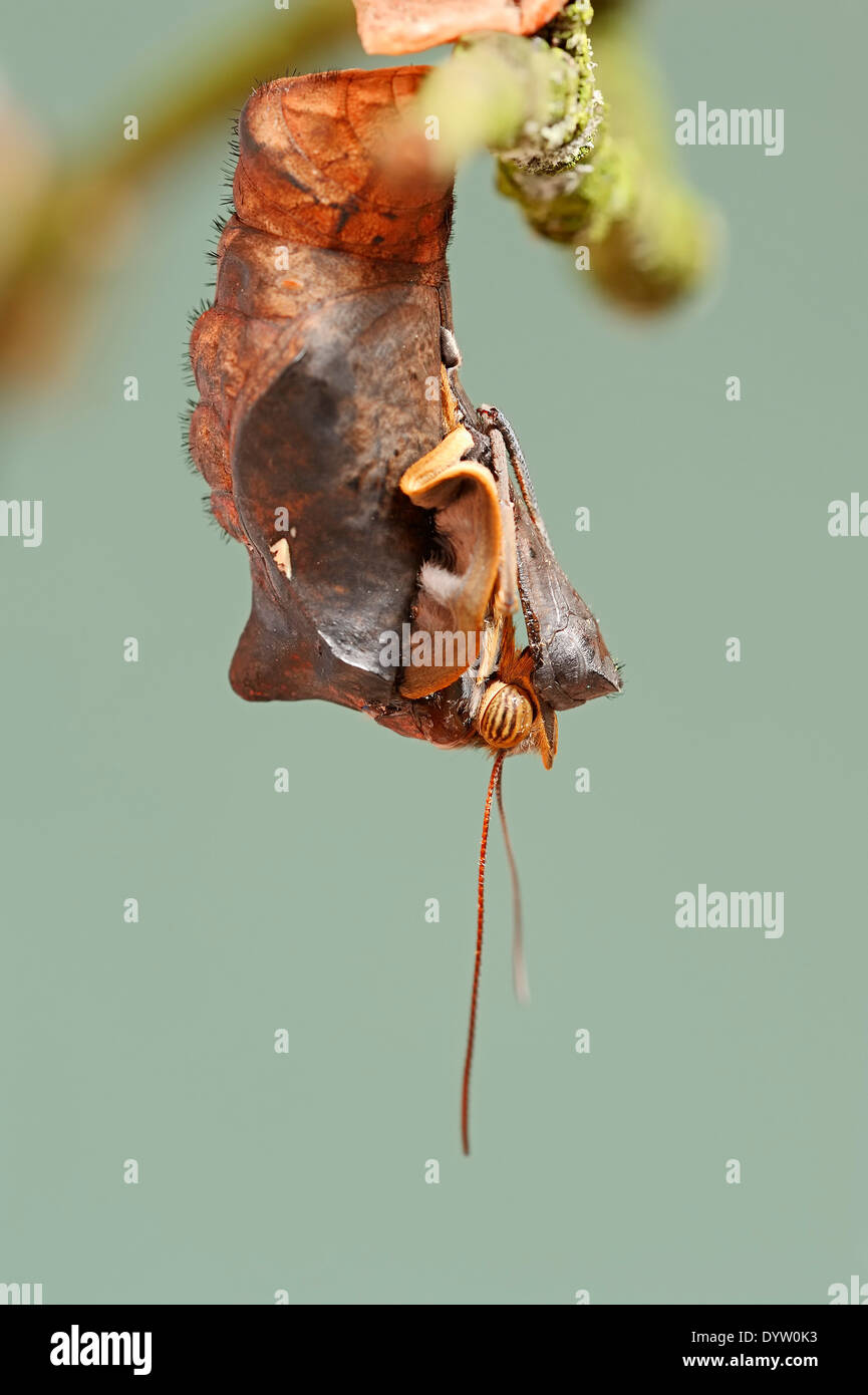 Owl Butterfly, pâle ou hibou géant (Caligo memnon) émergeant de Chrysalis Banque D'Images