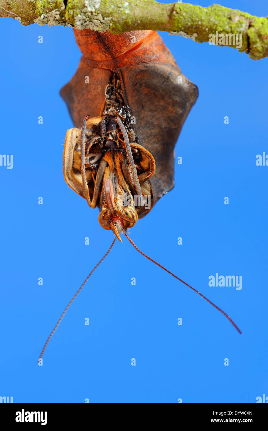 Owl Butterfly, pâle ou hibou géant (Caligo memnon) émergeant de Chrysalis Banque D'Images
