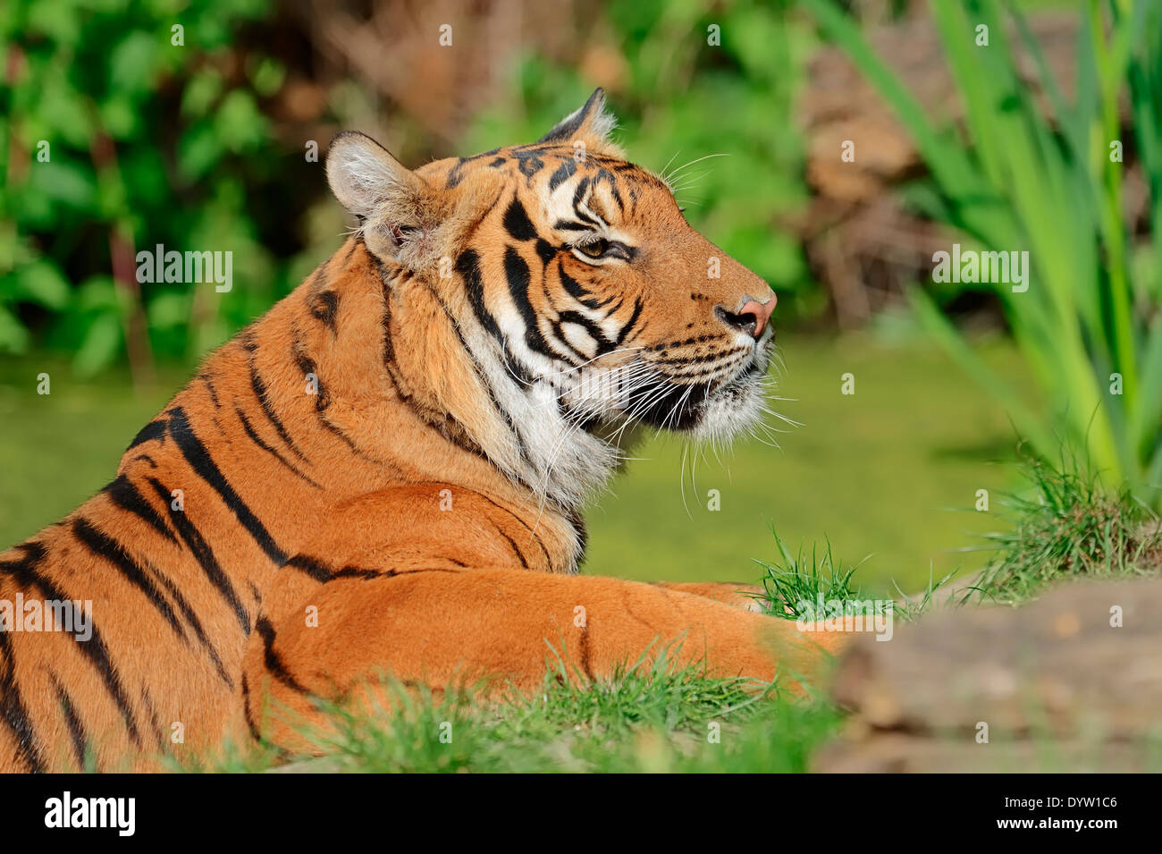 Tigre de Sumatra (Panthera tigris sumatrae, Panthera sumatrae) Banque D'Images
