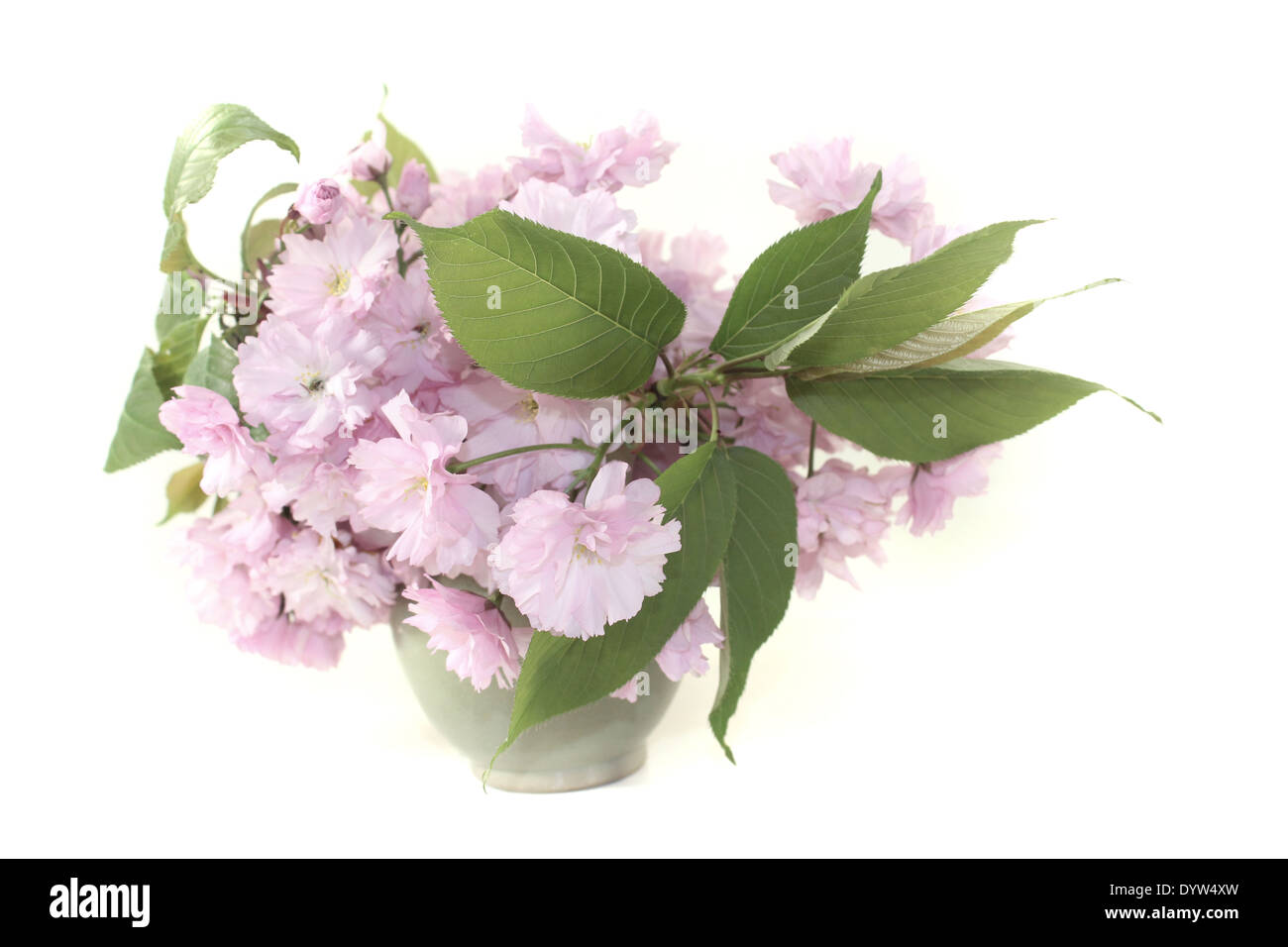 Les fleurs de cerisier de l'Asie de l'est dans un vase sur un fond clair Banque D'Images