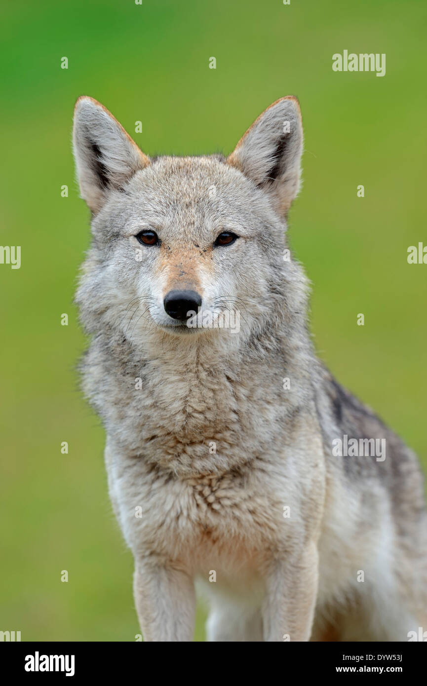 Le chacal doré, le Chacal commun ou l'Asiatique Jackal (Canis aureus) Banque D'Images