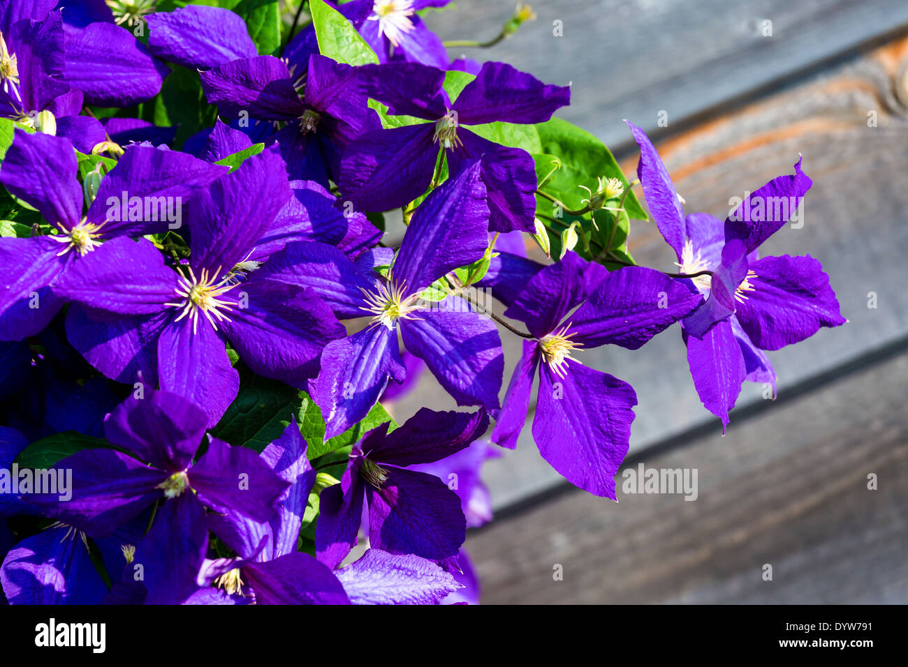 Jackman clematis fleurs foisonnent dans le jardin d'été. selective focus Banque D'Images
