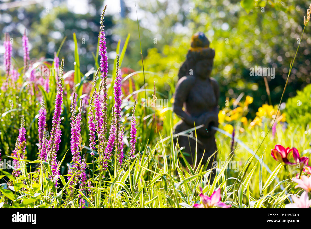 Rétroéclairage soleil fleurs vivaces dans le jardin d'été. Banque D'Images