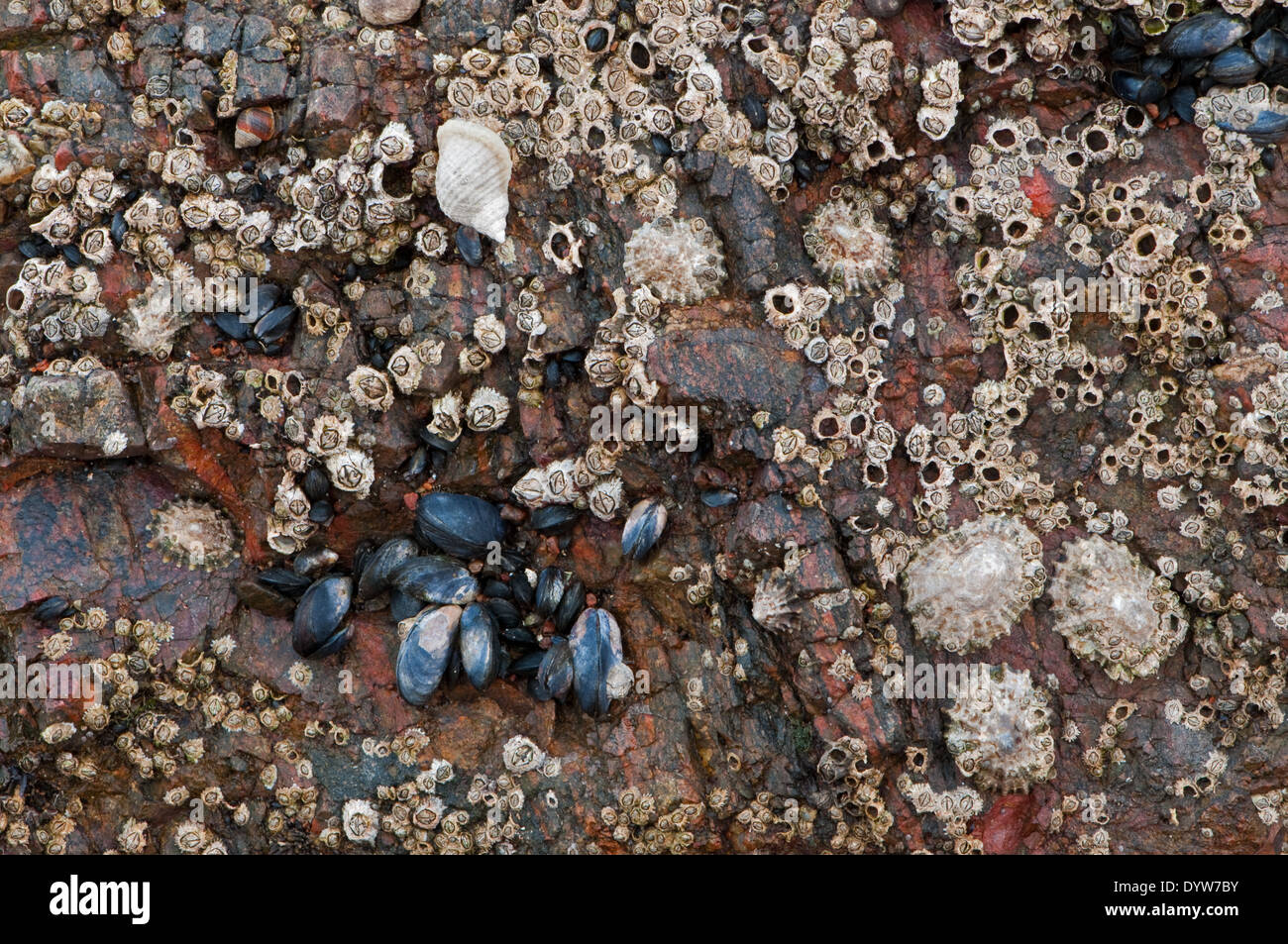 Collection de mollusques et crustacés on rock Banque D'Images