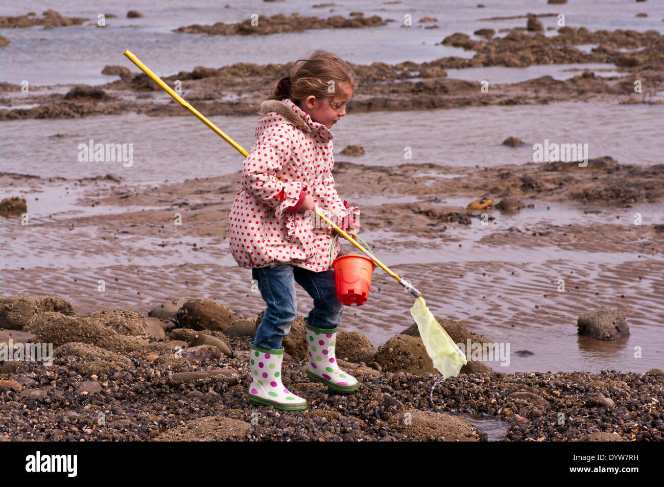 Vue latérale d'un enfant de 5 ans Rockpools Pêche avec un filet de pêche Banque D'Images