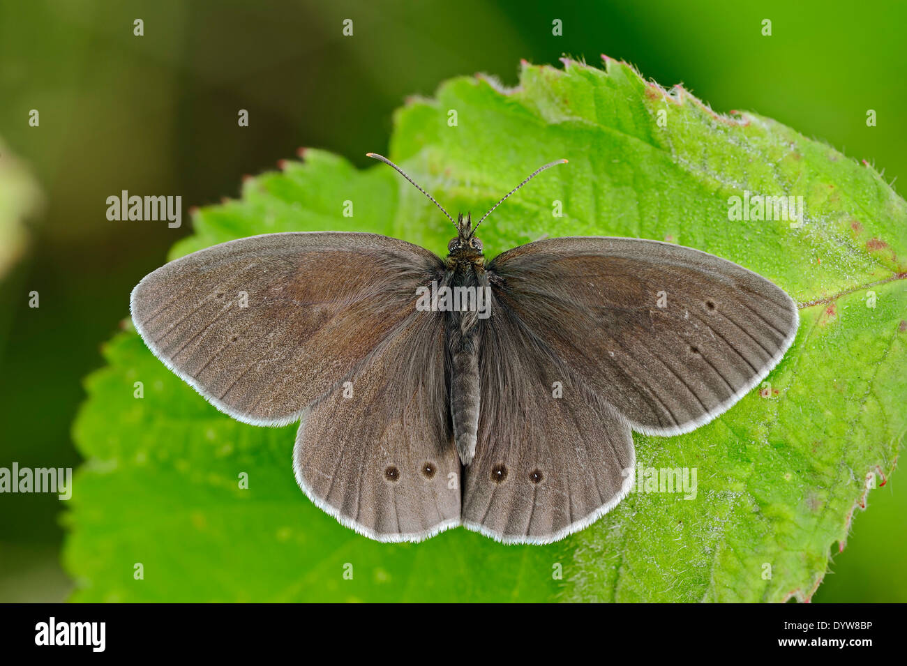 (Un papillon Aphantopus hyperantus), Nordrhein-Westfalen, Allemagne Banque D'Images
