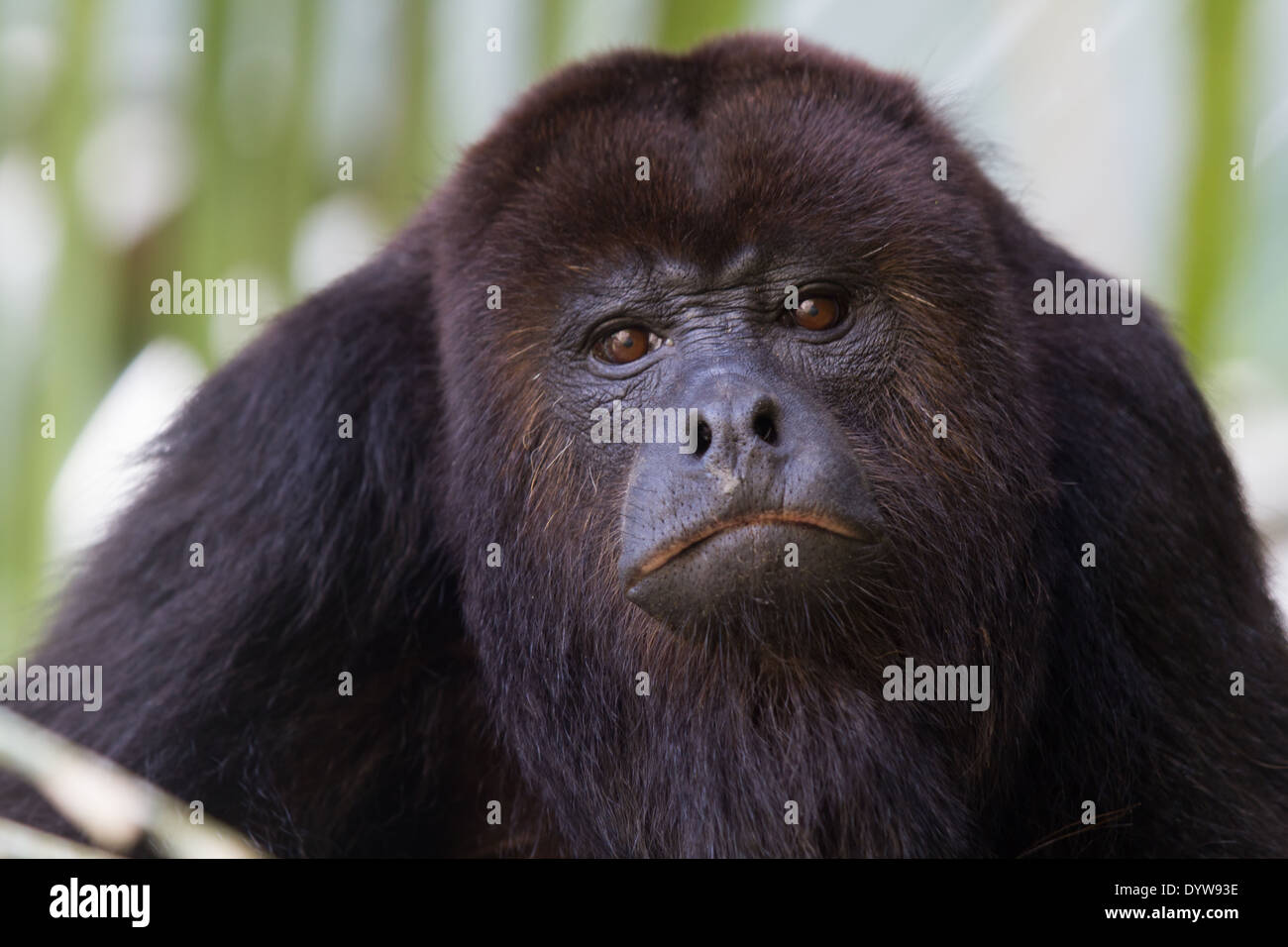 Singe hurleur noir d'Amérique centrale (Alouatta pigra) Banque D'Images