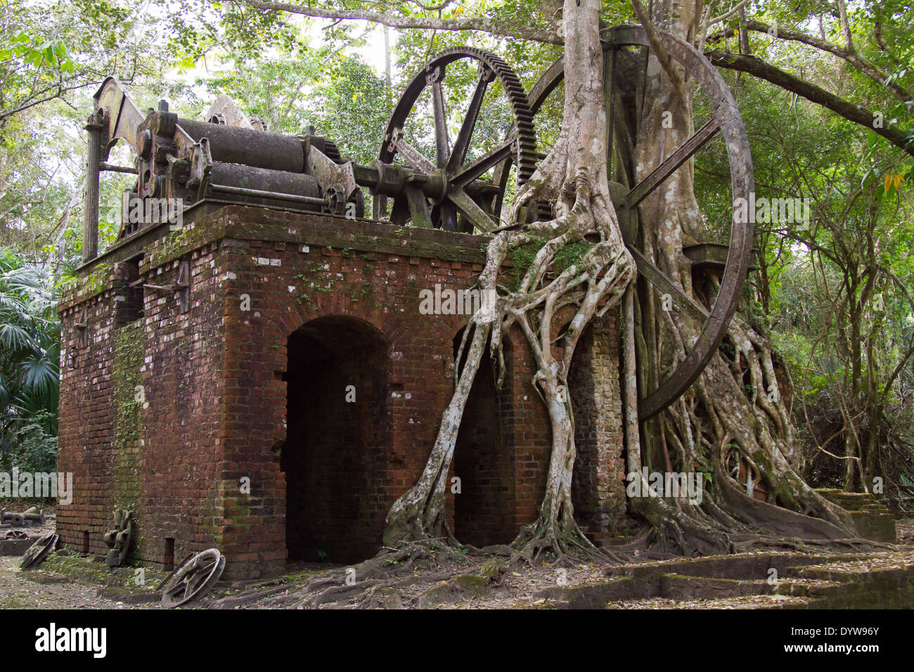 Strangler fig tree de croître par un 19ème siècle abandonné depuis une scierie, Lamanai, Belize Banque D'Images