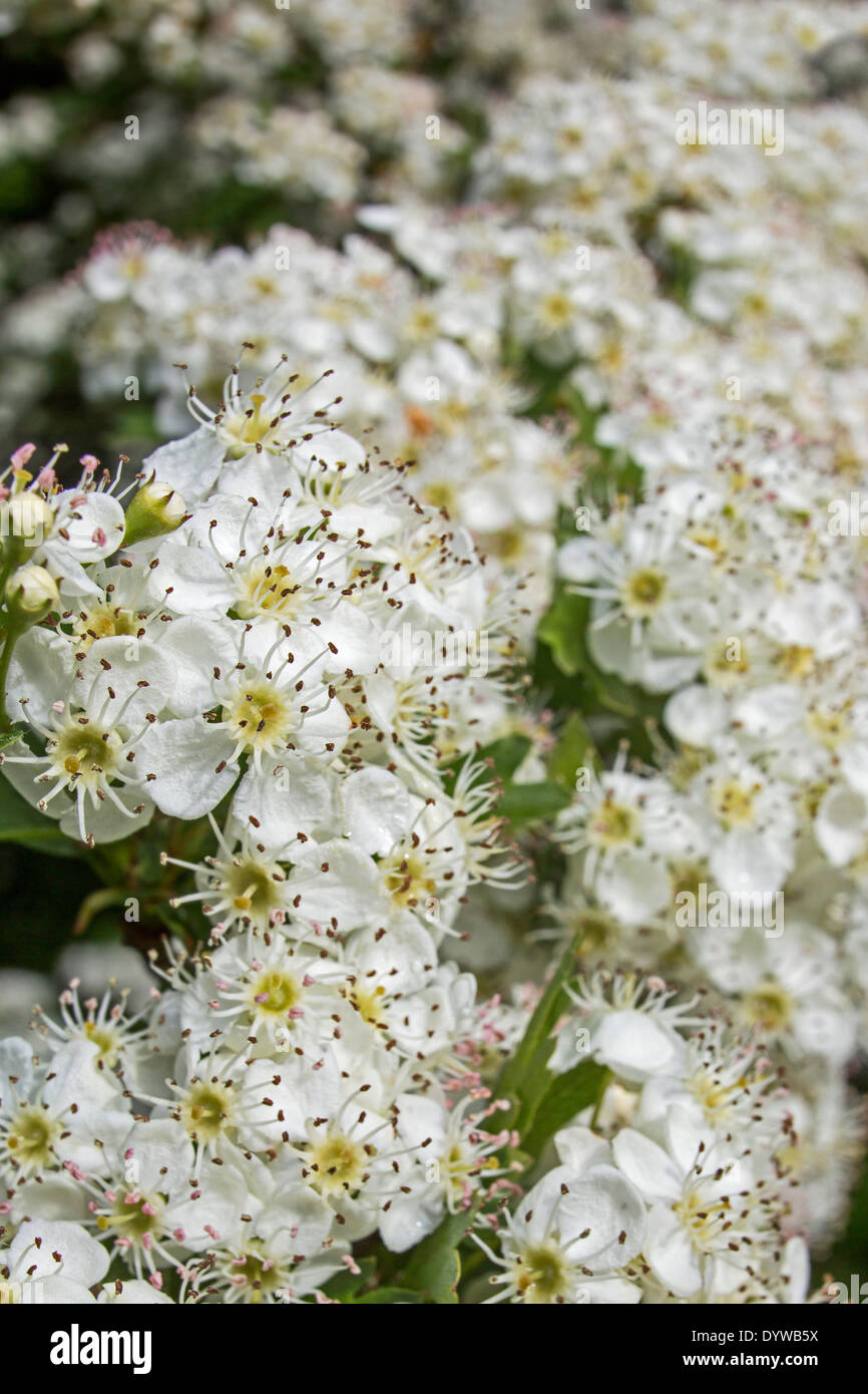 L'aubépine (Crataegus) en fleur montrant des fleurs blanches au printemps Banque D'Images