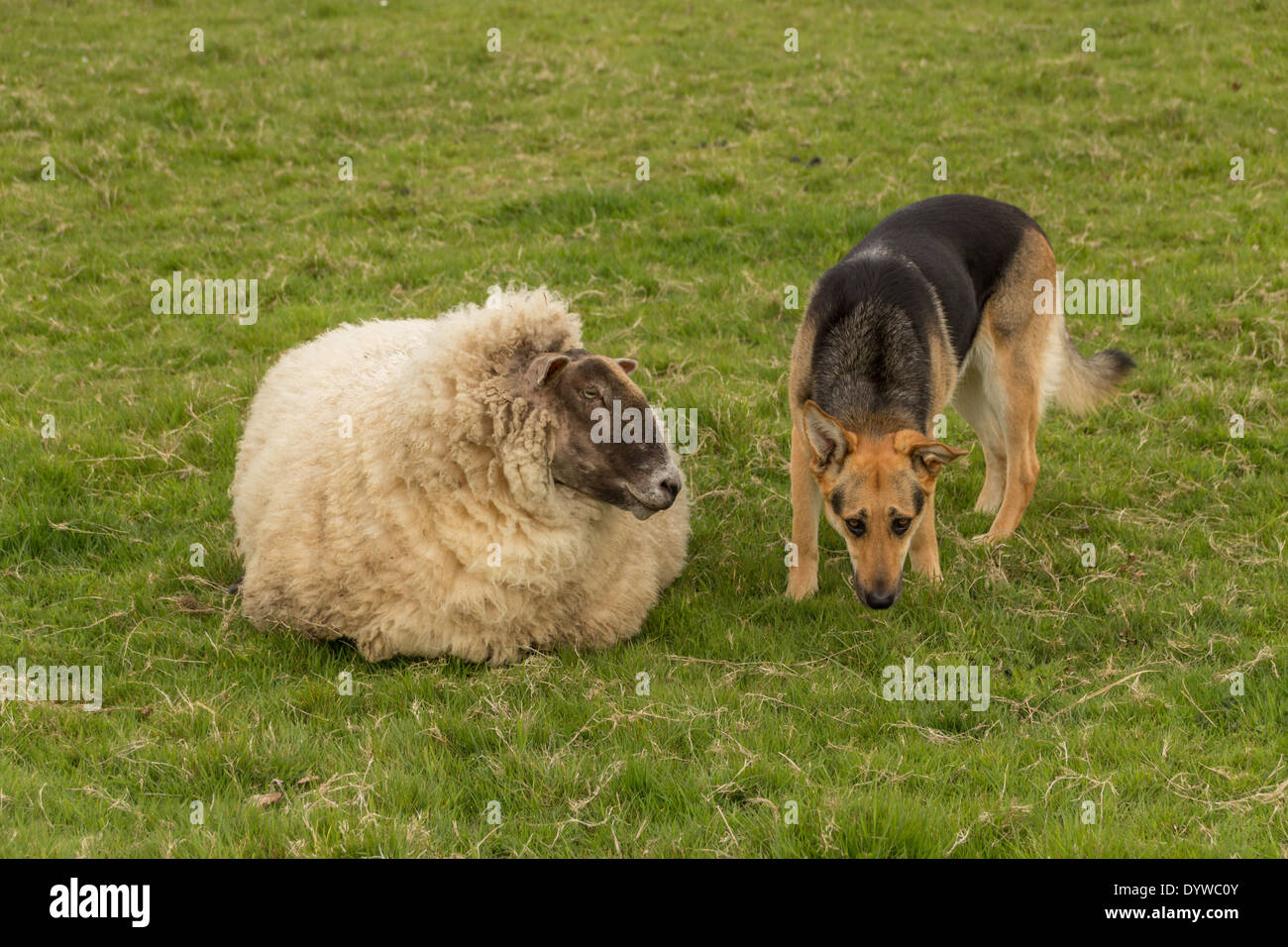 Gros mouton avec berger allemand Banque D'Images