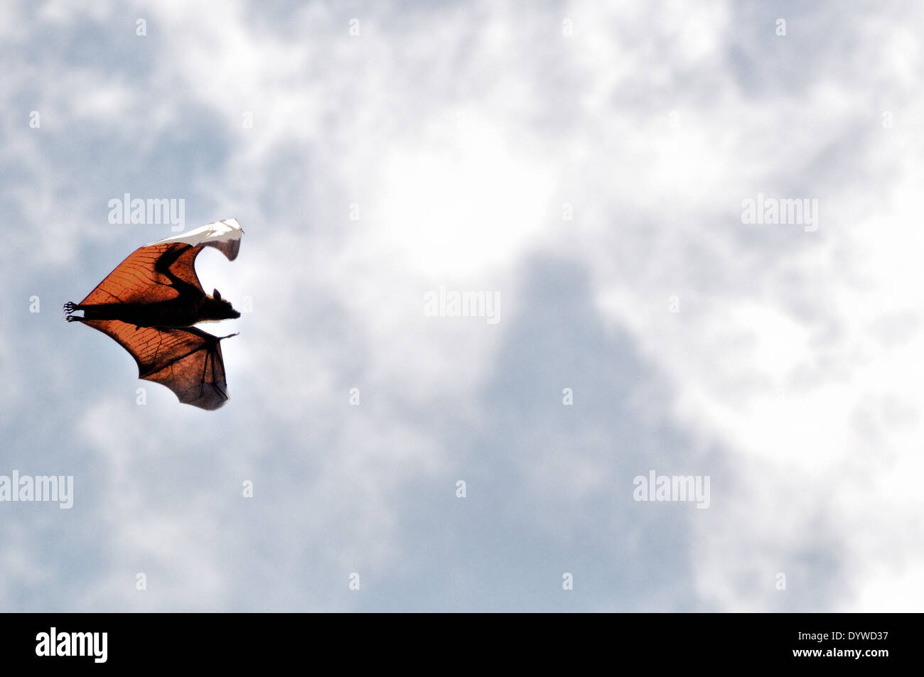 Fruit géant bat ( Pteropus giganteus), Peradeniya, Sri Lanka Banque D'Images