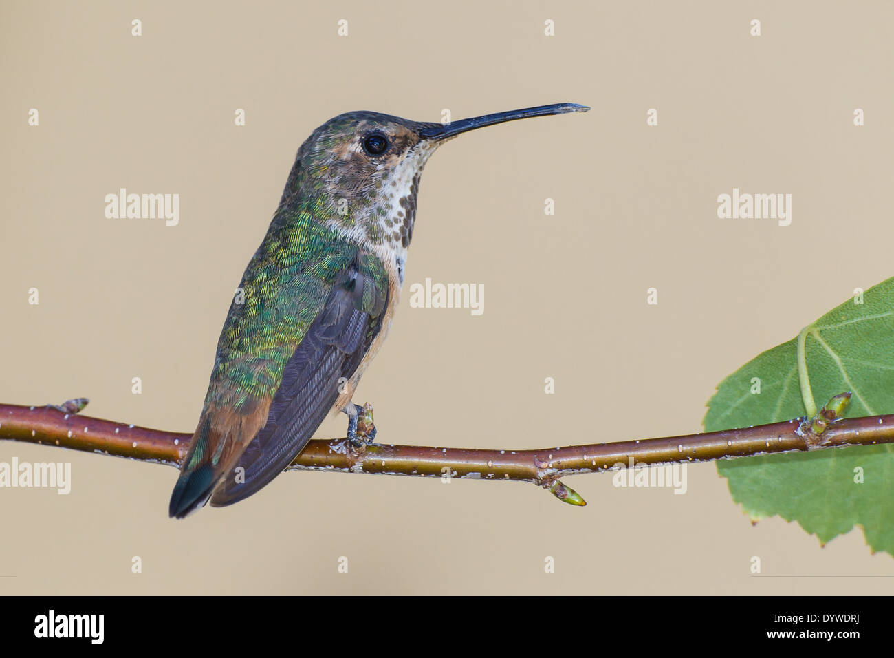 L'Allen - colibri Selasphorus sasin - femme adulte Banque D'Images