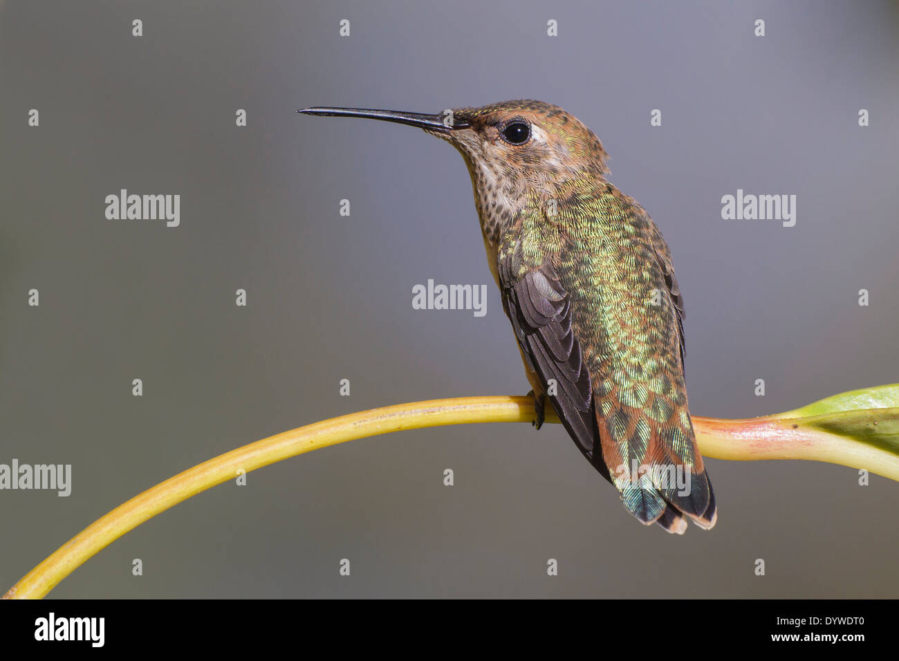 L'Allen - colibri Selasphorus sasin - femme adulte Banque D'Images