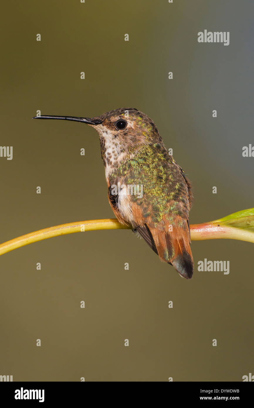 L'Allen - colibri Selasphorus sasin - femme adulte Banque D'Images