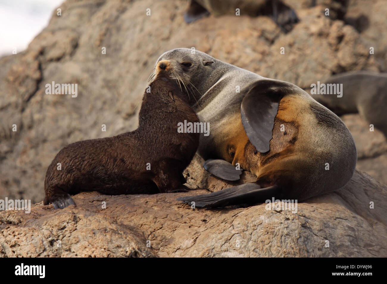 Un Bebe Phoque A Fourrure Australe Et Mere Nuzzling Photo Stock Alamy