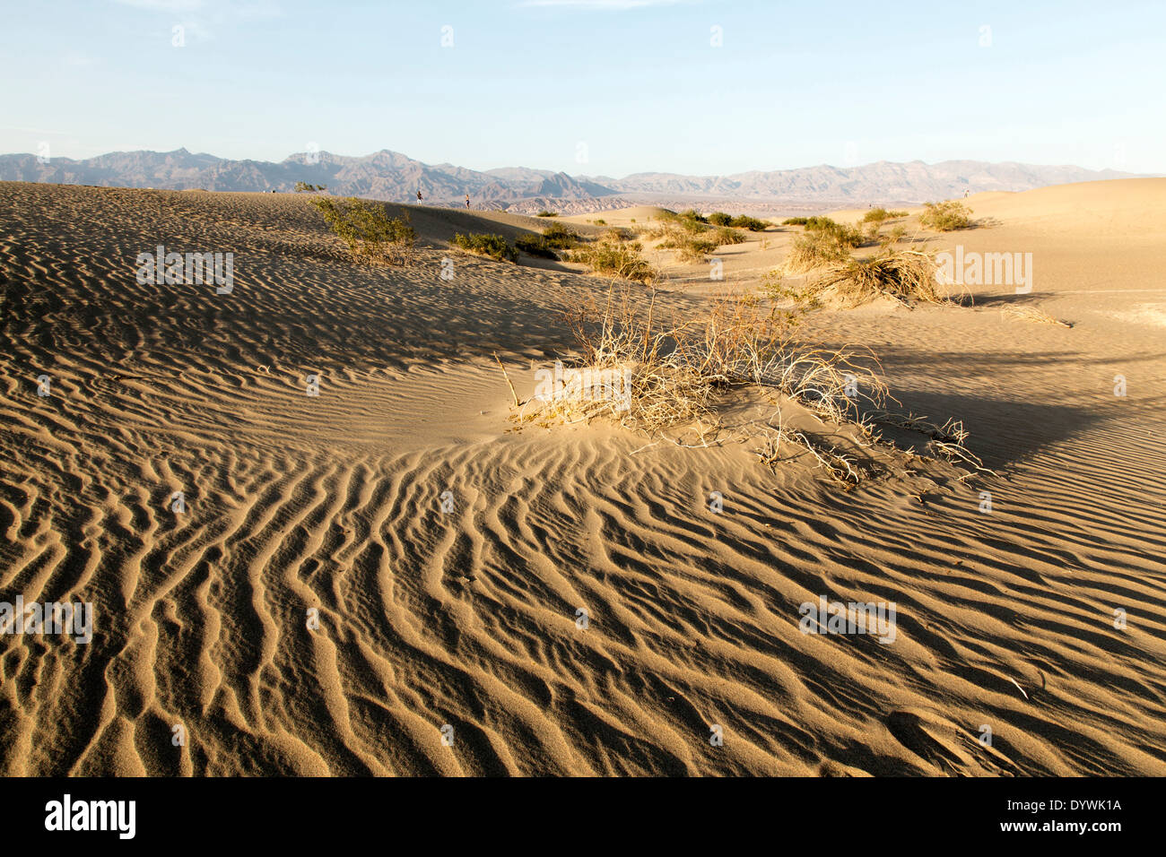 Dunes de Mesquite Banque D'Images