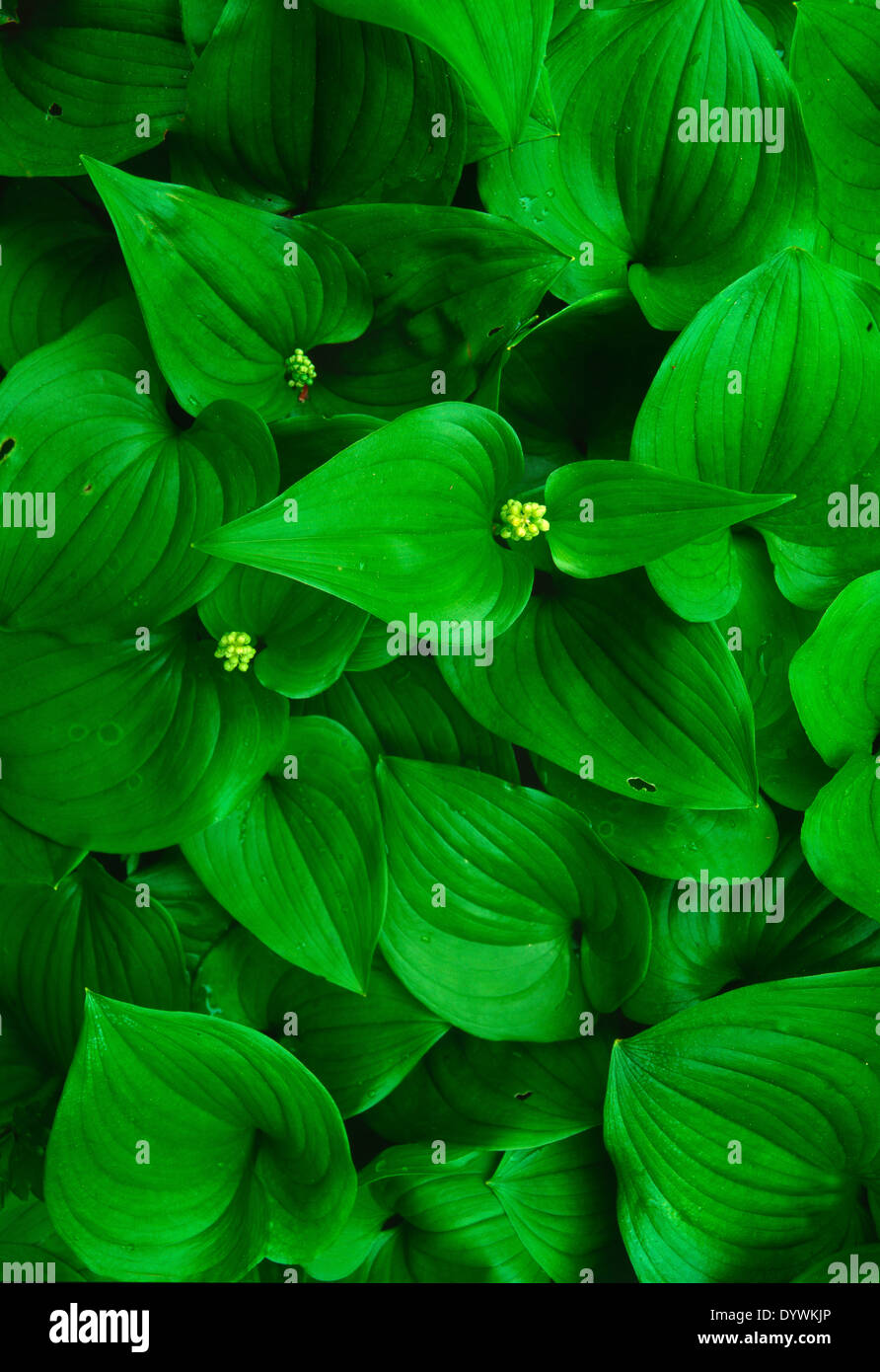 Texture et motif de feuilles vertes près du sol Banque D'Images