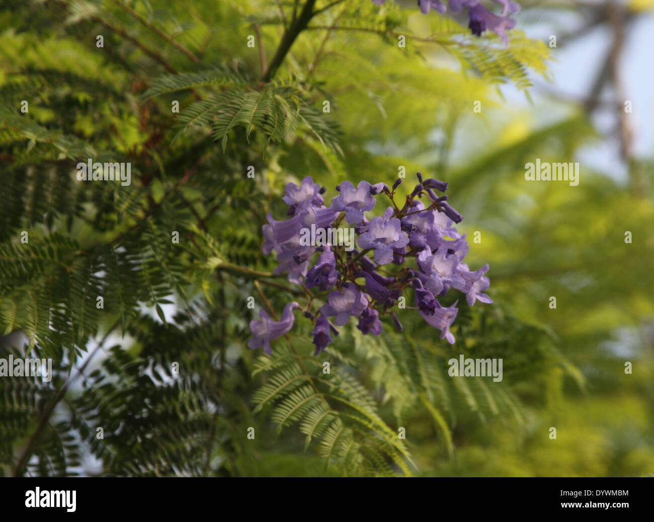 Jacaranda mimosifolia Jacaranda close up of flower Banque D'Images