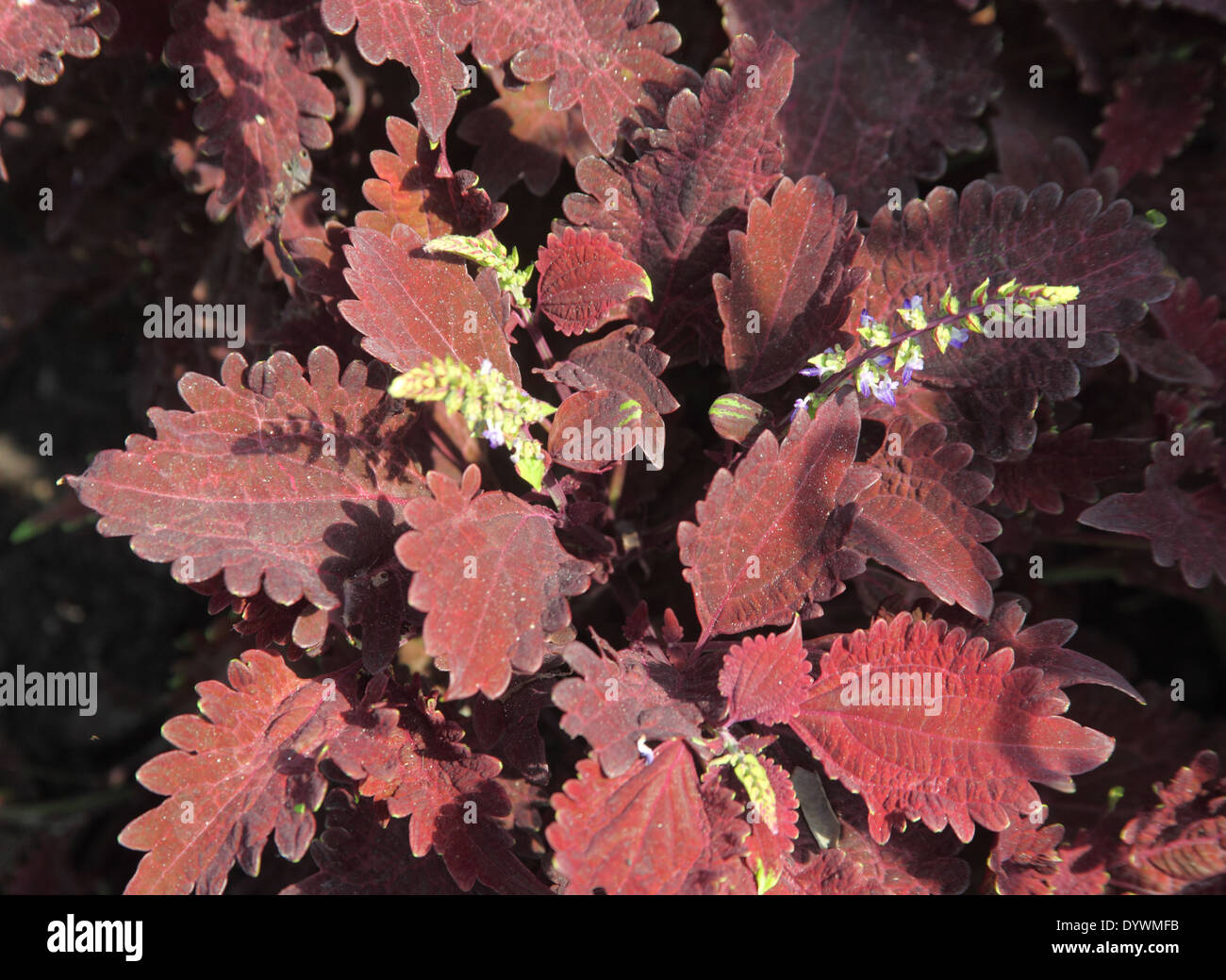 Solanostemon scutellaroides 'Red Ruffles' Coleus close up de plantes en fleur Banque D'Images