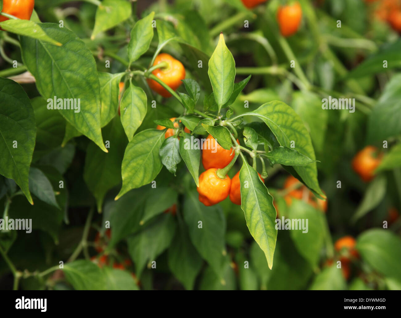 Capsicum Habanero 'chinois' avec des fruits des plantes Banque D'Images