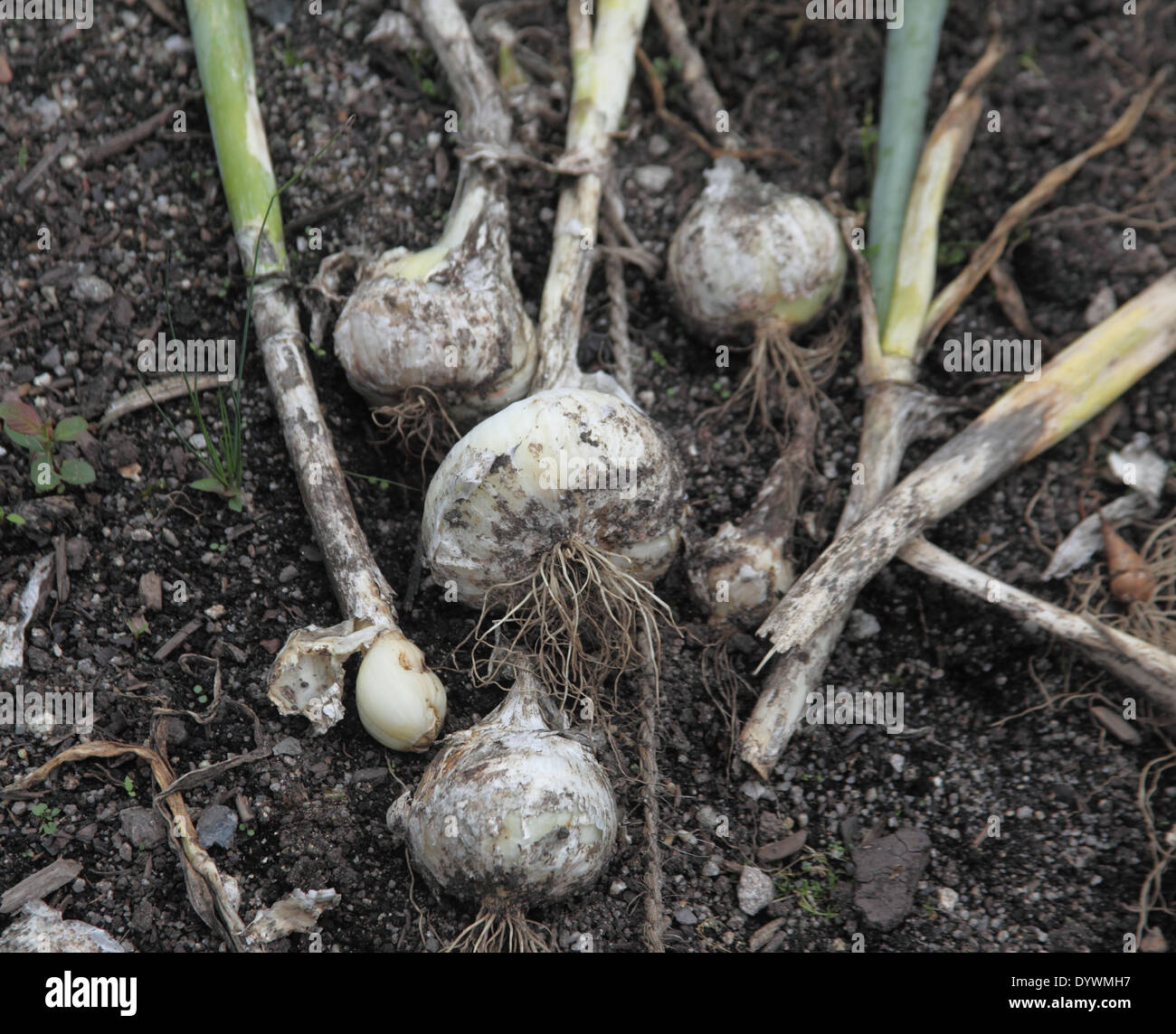 Allium cepa oignon blanc' 'boule de bulbes matures Banque D'Images